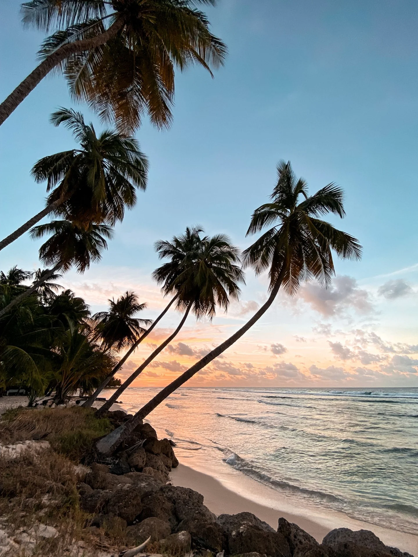Palm trees silhouetted against a tropical beach sunset